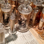 El museo danés de Historial Natural encuentra una colección perdida de Darwin