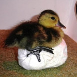 El "ave más rara del mundo" no sobrevivirá a menos que encuentre un nuevo hogar, según un estudio