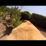 Increible carrera de un perro desde su casa hasta la playa grabando con una GoPro