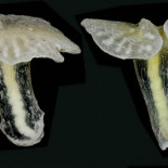 Extraño animal de las profundidades desafía a los biólogos