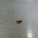 Animales e insectos corretean por la cocina, el área de Farmacia y el sótano del Hospital de Puertollano