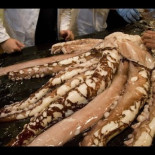 Por segunda vez en la historia, capturan intacto un calamar gigante