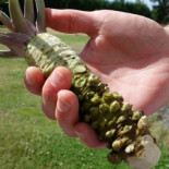 Wasabi: ¿por qué Estados Unidos invierte en la planta más difícil de cultivar del mundo?