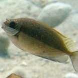 La invasión del pez conejo amenaza a todo el Mediterráneo