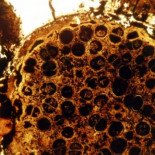 ¿Qué son estas extrañas formas de vida de 600 millones de años?