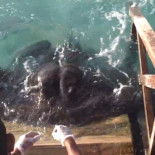 Ver a una raya pidiendo comida impaciente como un perro, es toda una experiencia