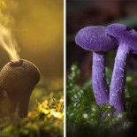 El místico mundo de las setas capturado en fotos