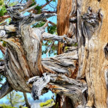 Los deslumbrantes paisajes de Yosemite