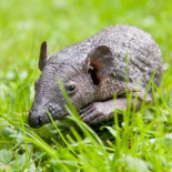 Erizo nacido sin puas encontrado en un jardín