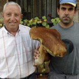 Encontrado hongo Boletus edulis de medio metro de altura