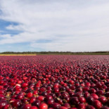 A punto de empezar la espectacular recolecta del arándano
