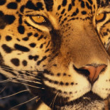 Los animales que el mundo está perdiendo cada vez más rápido