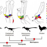 Descifran cómo los brazos de los dinosaurios se convirtieron en alas de pájaros
