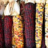 La pelagra, la cruel venganza azteca