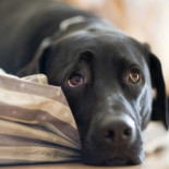 Dinamarca prohibirá el sexo con animales [ENG]