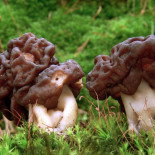 Las 20 setas más venenosas de España