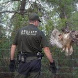 El buho real que murió atrapado en una alambrada casi invisible en una finca de CLM