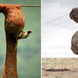 13 animales arquitectos y sus hermosas casas (ENG)