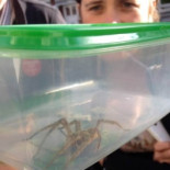 Una pareja encuentra a la araña más venenosa del mundo en su casa oculta en unos plátanos