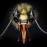 Fotografías macroscópicas tan nítidas que parecen irreales