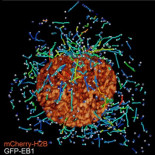 Nuevo microscopio hace zoom dentro de imágenes 3D en tiempo real de células (ING)