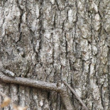 ¿Puedes ver al animal oculto a simple vista en estas fotos?