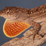 Una especie de lagarto invasor fuerza la evolución de la especie local en solo 10 años [ENG]