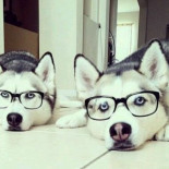 Tan real como inquietante: ya puedes clonar a tu perro y hacerlo eterno