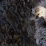 Aterradora caída de un ganso percebe por un acantilado (ENG)