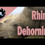 Como cortan el cuerno a los rinocerontes para salvar sus vidas. [ENG]