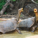 La tortuga gigante de las Galápagos le gana el pulso a la extinción