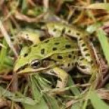 Descubren una nueva especie de rana en Nueva York