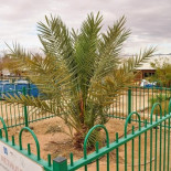 Matusalén, la palmera que vino directa del pasado