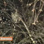 Rescatando un gato [Rus]