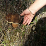 La recogida de setas, un negocio masivo que está arruinando los bosques