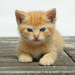 ¿Por qué los gatos no son tan dóciles como los perros?