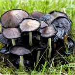 Gastronomía en el límite (V): Coprinus atramentarius [Bonus: La muerte de Keith Moon]