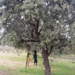 Encuentran tres perros colgados en dos encinas