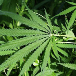 Los cárteles de la droga mexicanos ya "sufren" los efectos de la legalización de la marihuana