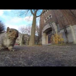 Una  ardilla roba una GoPro y se la lleva a su árbol