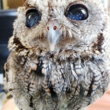 Conoce a Zeus: el búho ciego con estrellas en sus ojos