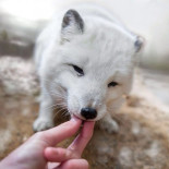 Los animales del bosque comen de la palma de su mano