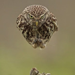 Solo un búho aterrizando