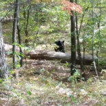 Un joven fotografía a un oso justo antes de que se lo coma