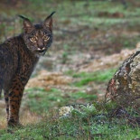 Un biológo talaverano aspira a ocho Goya por un documental sobre Sierra Morena