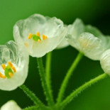 Esta flor se vuelve transparente cuando le caen gotas de agua