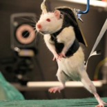 Médula espinal cultivada con éxito en un laboratorio