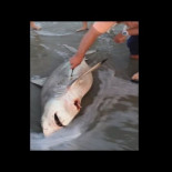 Hallan un tiburón muerto en una playa, lo abren y salvan sus crías