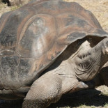El curioso efecto del síndrome de la isla en los animales