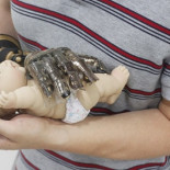 Una piel artificial que permite sentir presión y temperatura